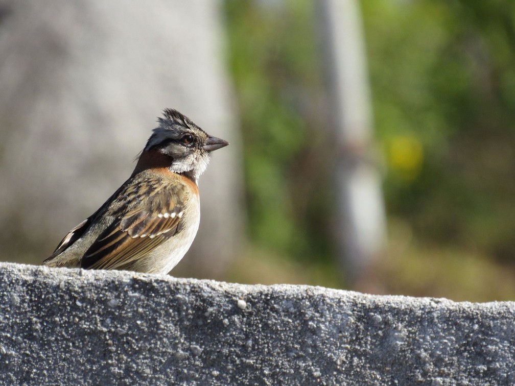 Estudo afirma que dois tipos de inseticidas usados no Brasil envenenam aves como o tico-tico de coroa branca (Foto: Carina Verna Carina/Pixabay)