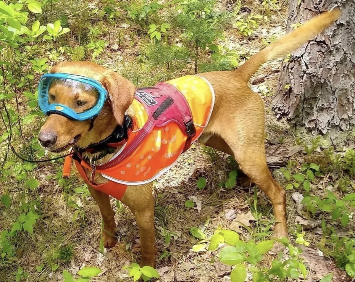 Newt é um cão da raça labrador retriever que foi treinado para achar tartarugas  (Foto: Instagram/ @rwpzoo/ Reprodução)