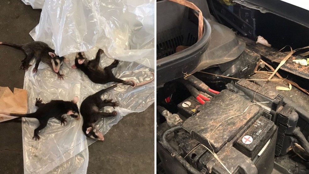Seis filhotes de gambá foram encontrados no veículo  — Foto: Arquivo Pessoal