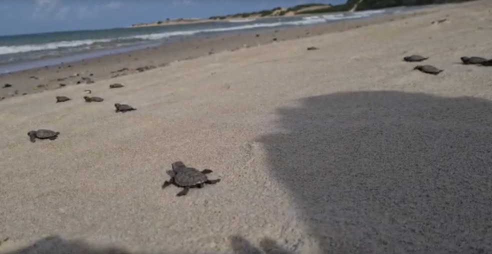 Filhotes de tartaruga-de-pente s&atilde;o soltos no litoral do Rio Grande do Norte &mdash; Foto: Divulga&ccedil;&atilde;o/Idema