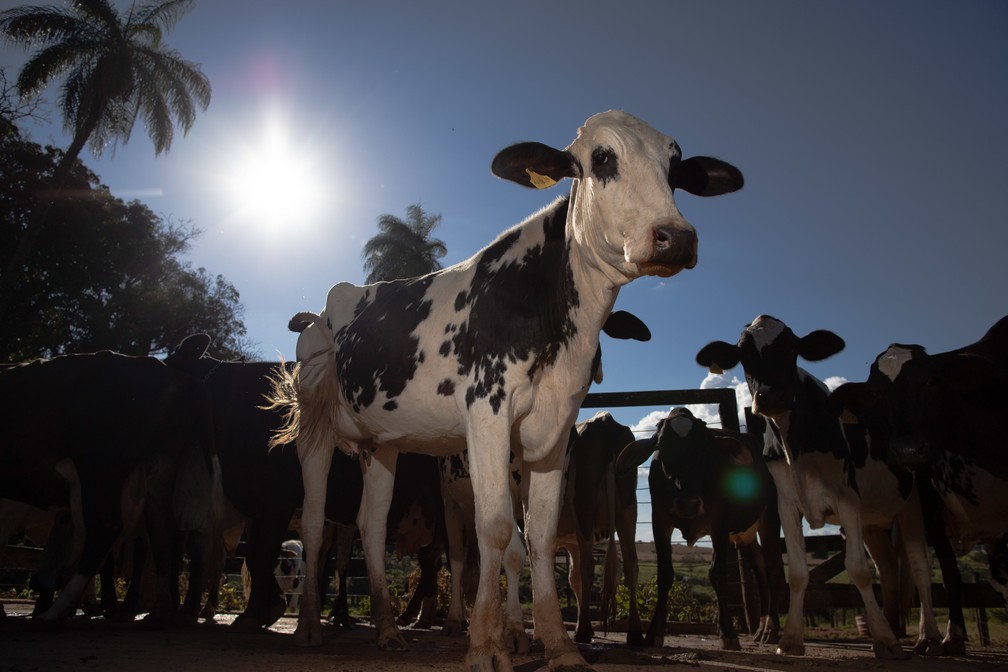 Criação de gado leiteiro no Distrito Federal — Foto: CNA/Divulgação