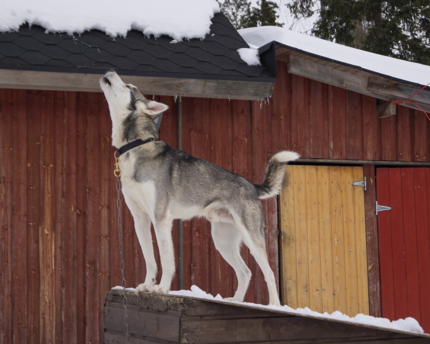 O uivo é um tipo de vocalização comum entre os cachorros, assim como o latido (Foto: Canva/Creative Commons)