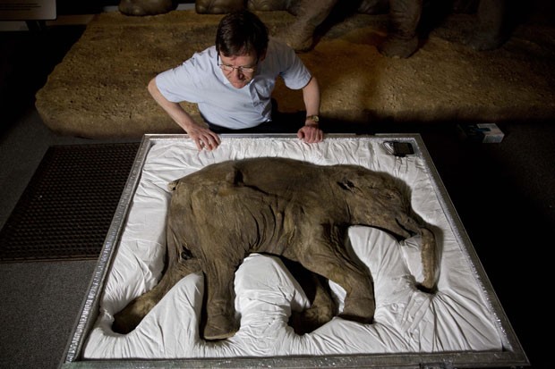 O pesquisador Adrian Lister, observa o corpo de Lyuba, um exemplar de mamute de um mês que viveu no planeta há 42 mil anos (Foto: Matt Dunham/AP)