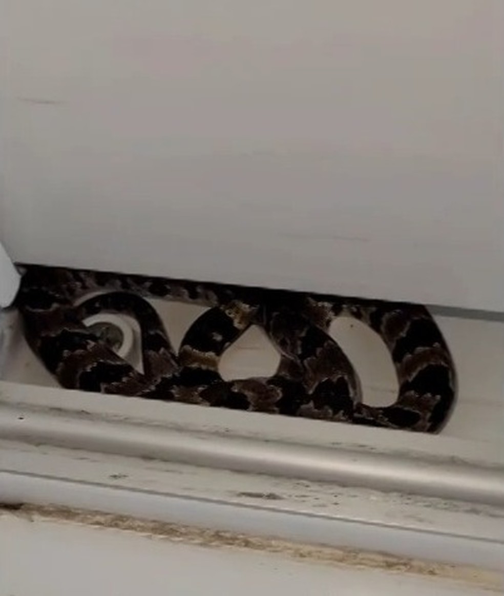 Cobra foi encontrada em vão de porta de correr  — Foto: Christian Raboch/ Reprodução