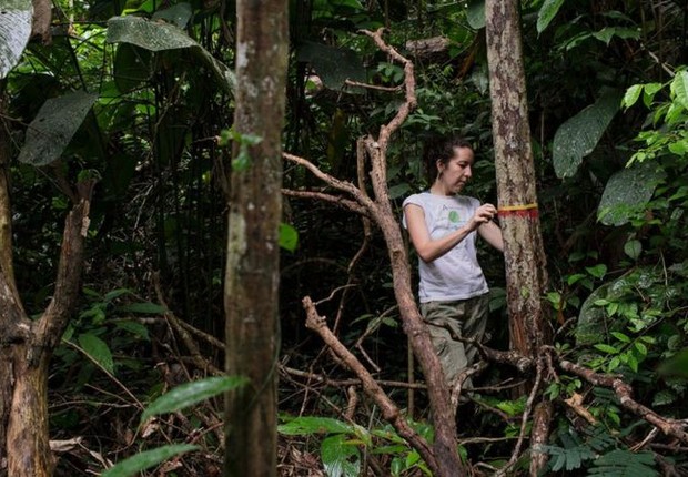 BBC - Autora principal do estudo, Erika Berenguer, monitora árvores em uma floresta amazônica queimada durante o El Niño de 2015 (Foto: MARIZILDA CRUPPE/REDE AMAZÔNIA SUSTENTÁVEL via BBC News)