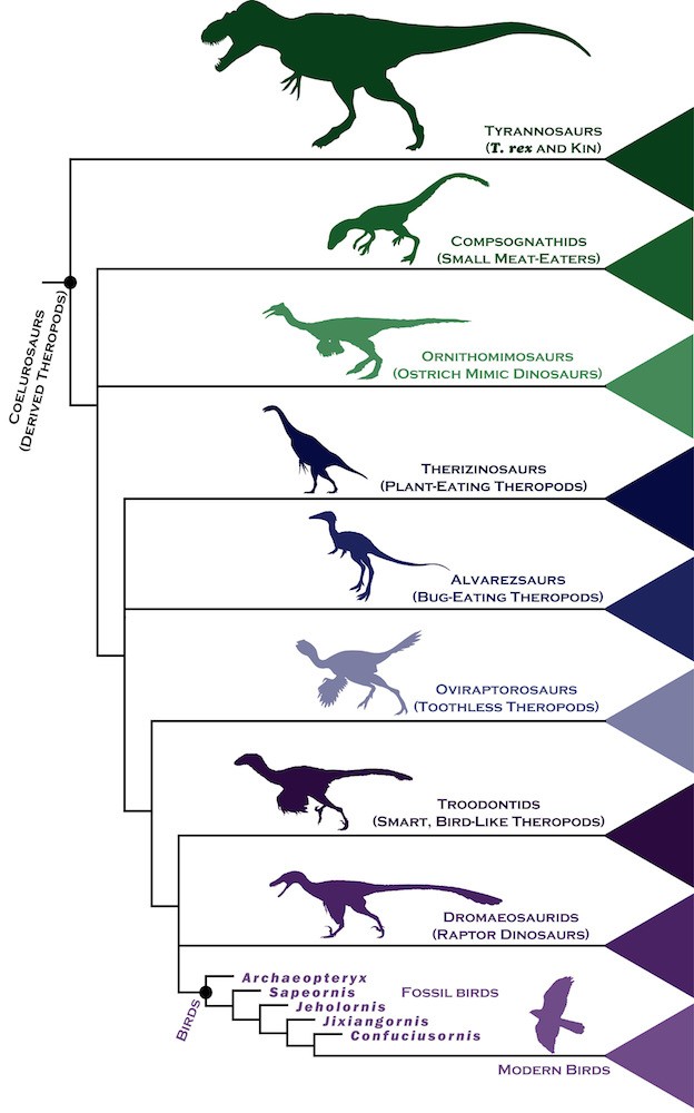 Actualizar 83+ imagem evolução dos dinossauros para aves - br ...