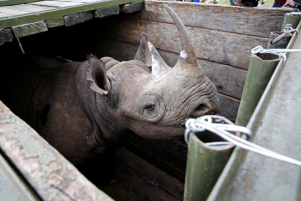 Fêmea aguarda transporte do Parque Nacional de Nairobi (Foto: Baz Ratner/Reuters/Arquivo)