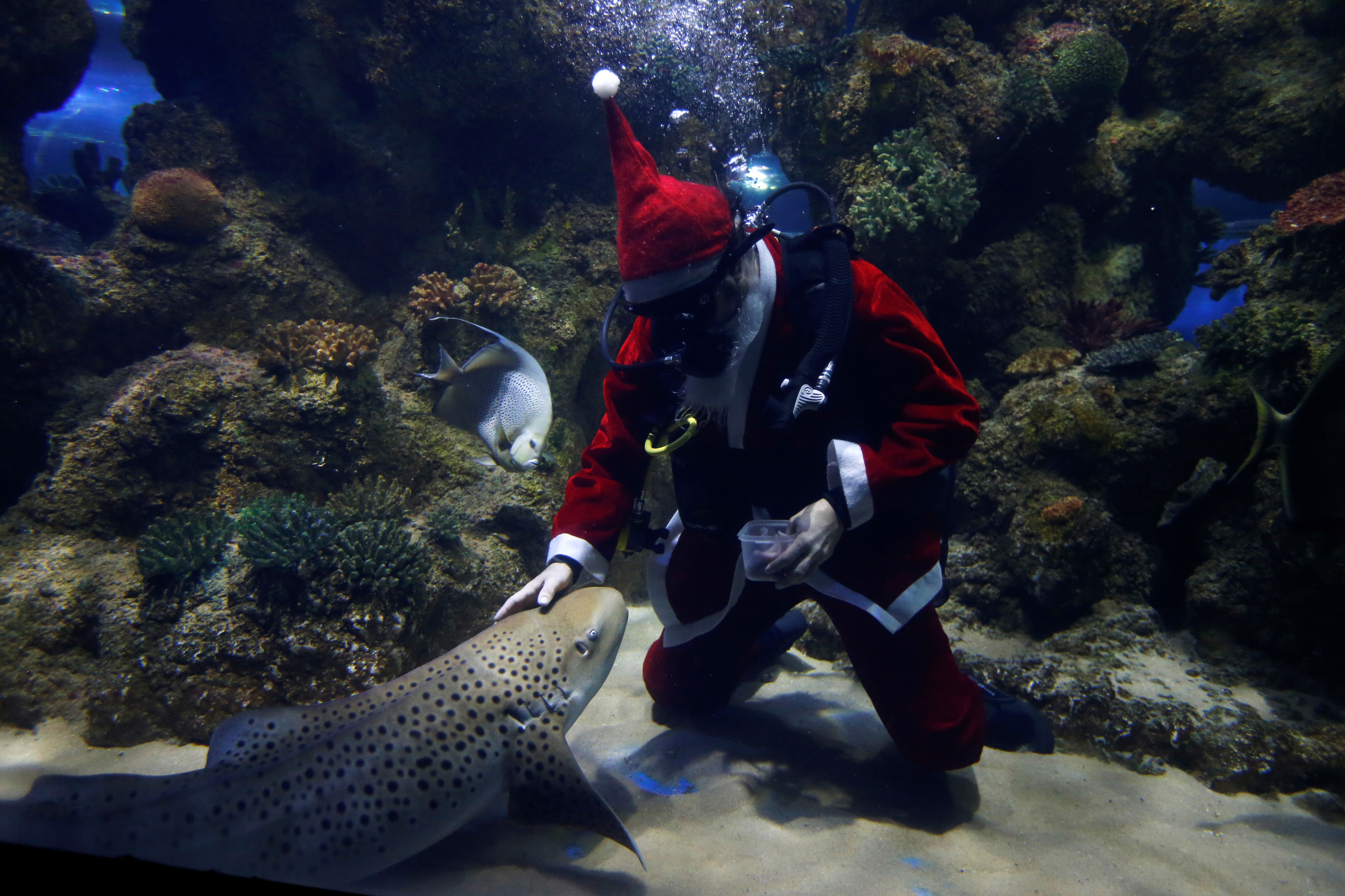 Mergulhador vestido de Papai Noel brinca com tubarões em Malta thumbnail