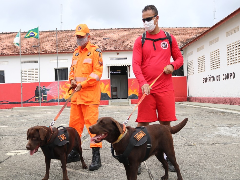 Cadela Fênix (à direita na foto) do Corpo de Bombeiros do RN, vai participar de buscas em Petrópolis, junto com quatro militares potiguares. — Foto: CBMRN/Divulgação
