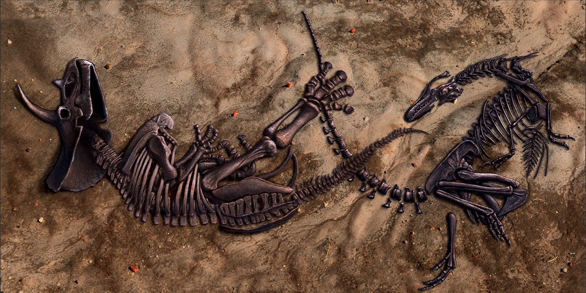 O Museu de Ciências Naturais da Carolina do Norte irá estudar o fóssil conhecido como Duelo de Dinossauros (Foto: Reprodução/duelingdinosaurs)