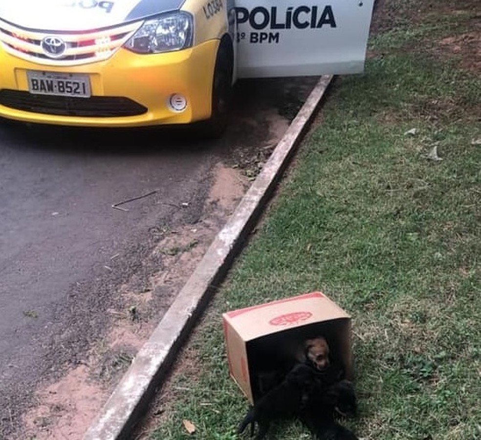 Caixa com filhotes foi encontrada pela PM em rua de ParanavaÃ­, no noroeste do ParanÃ¡ â Foto: PM/DivulgaÃ§Ã£o