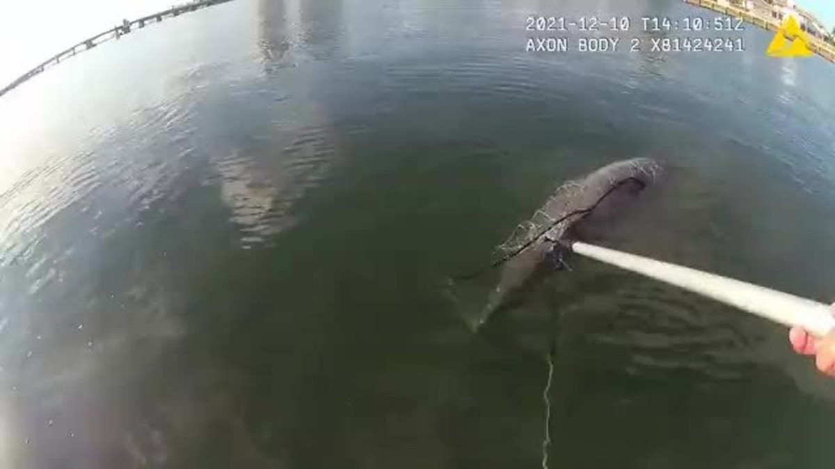 VÍDEO captura momento emocionante de resgate de golfinho preso em rede de pesca nos EUA