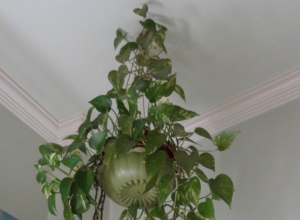 A planta jiboia é da espécie Epipremnum pinnatum (Foto: Needpix/CreativeCommons)