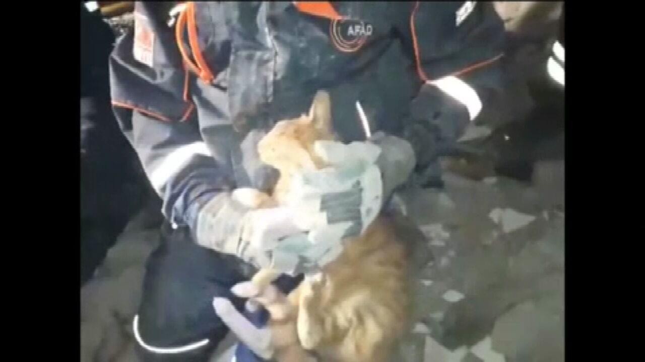 Equipes de resgate salvam gato de escombros após terremoto em Izmir, na Turquia
