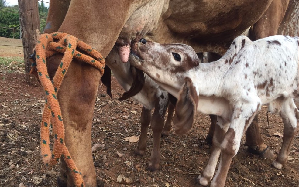 Bezerros estão sendo acompanhados por veterinário, em Goiatuba (Foto: Danillo Caixeta/Arquivo pessoal)