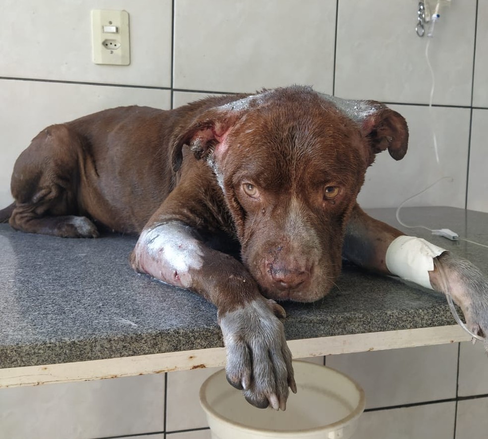 Vizinho informou que o cachorro dele ficou ferido durante a briga em Assis — Foto: Arquivo pessoal