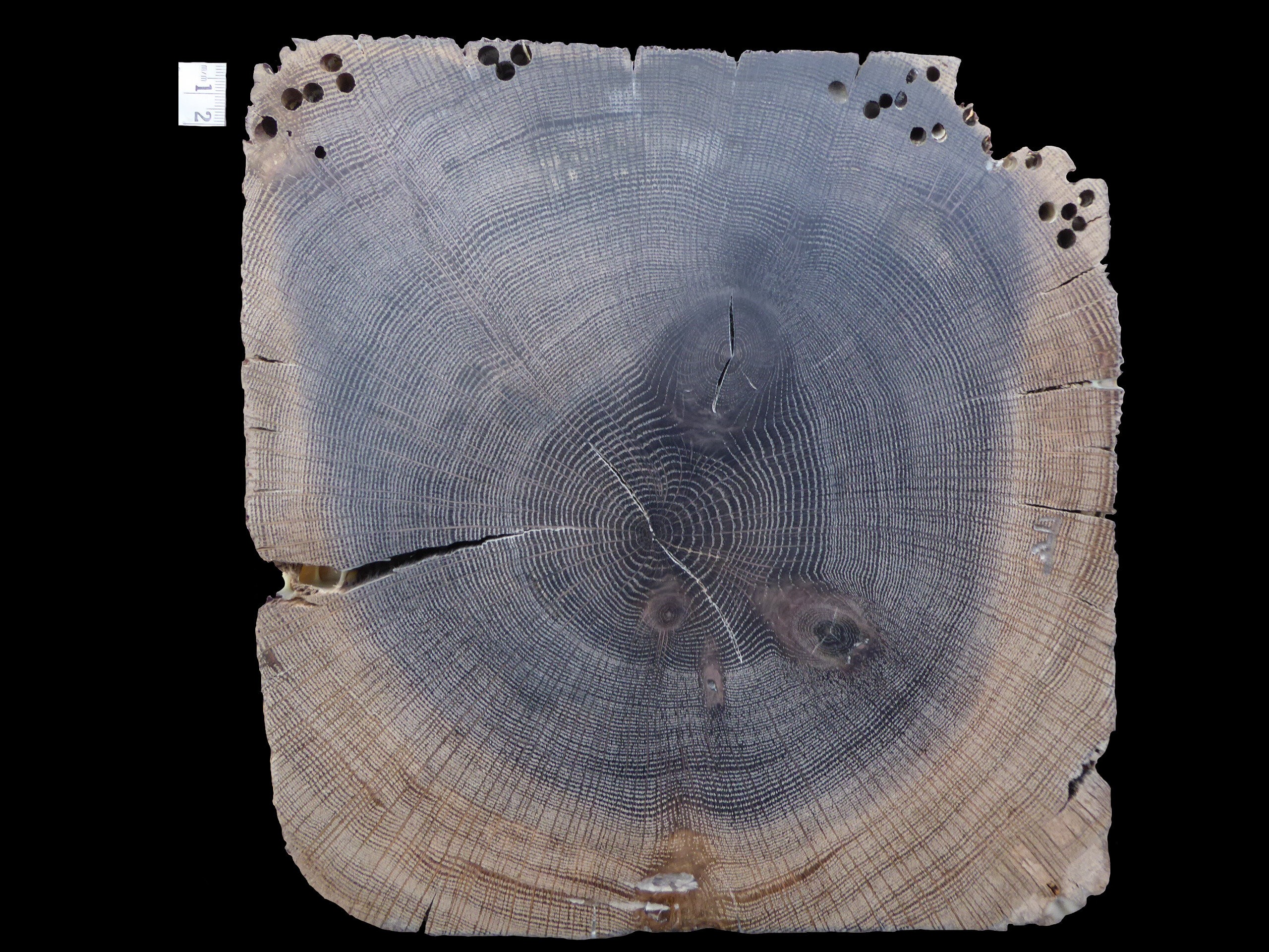 Corte transversal de carvalho-branco com 156 anéis; seu último anel foi datado de 1845. Os buracos na parte superior foram feitos por vermes marinhos comedores de madeira (Foto: Ignacio Mundo)