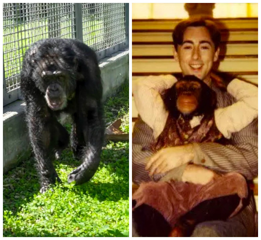 Colega de elenco de Alan Cumming em Buddy, Meu Gorila Favorito (1997), Tonka tem 38 anos e já está vivendo em um santuário para macacos na Flórida (Foto: Divulgação)
