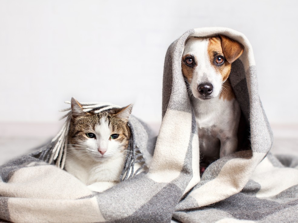 Veterin&aacute;rio recomenda modera&ccedil;&atilde;o na alimenta&ccedil;&atilde;o de pets durante o inverno &mdash; Foto: Shutterstock/Divulga&ccedil;&atilde;o PremieRpet