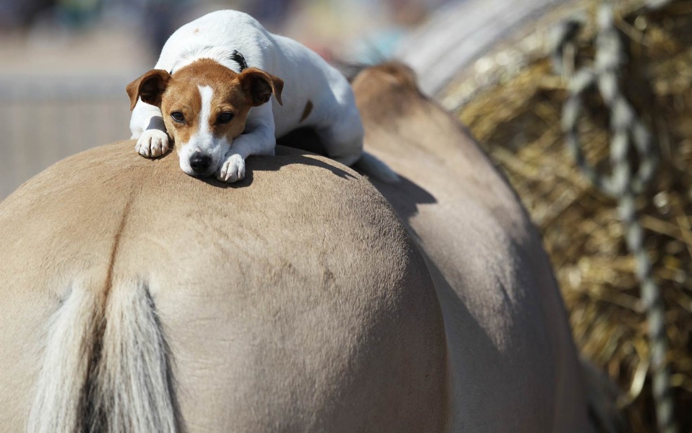 Cachorro descansa sobre a traseira de um cavalo em Ouistreham, no norte da França — Foto: Charly Triballeau/AFP