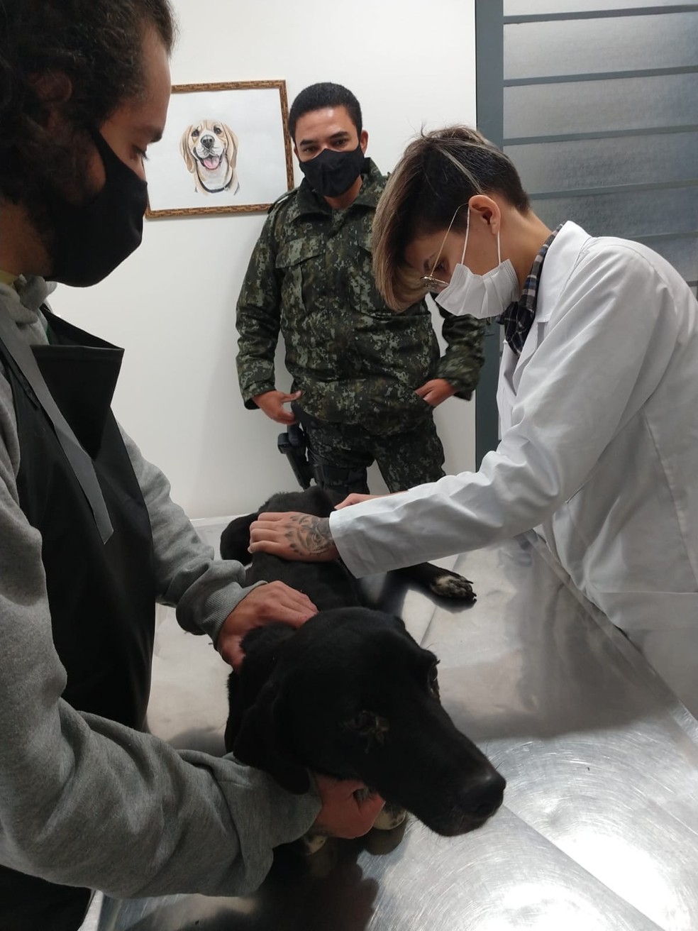 Cachorro encontrado em situação de maus-tratos foi encaminhado para clínica veterinária  — Foto: Polícia Ambiental 