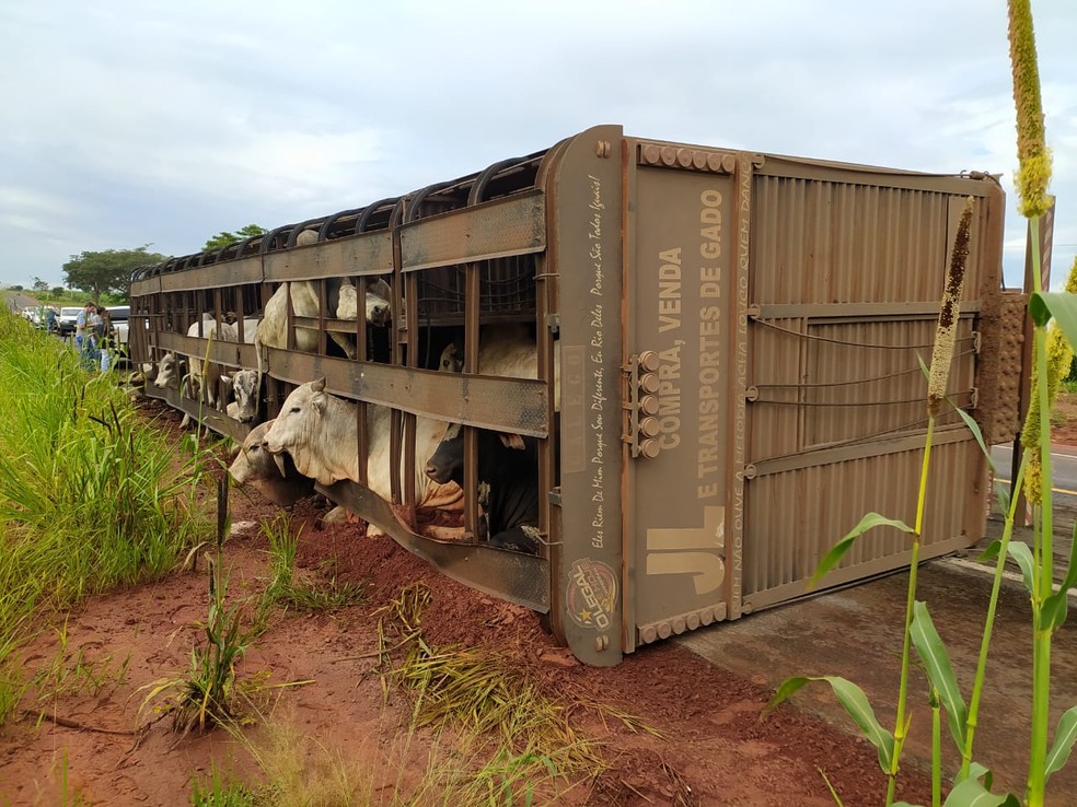 Caminhão que transportava cabeças de gado tombou em Turmalina  — Foto:  Divulgação/ Polícia Rodoviária Estadual de Jales