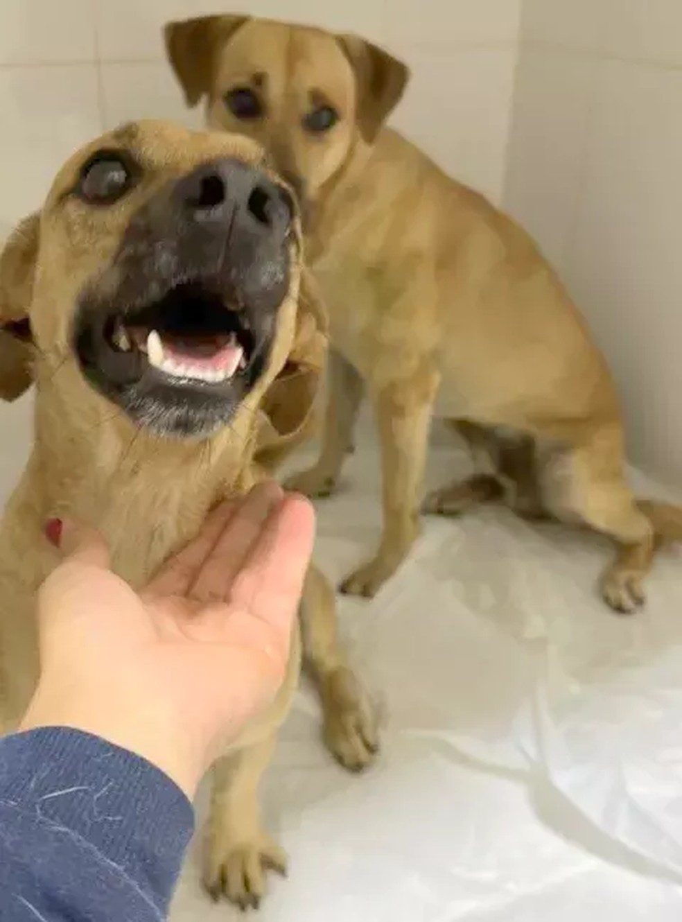 Dois cães foram resgatados em Araraquara (SP) — Foto: Divulgação