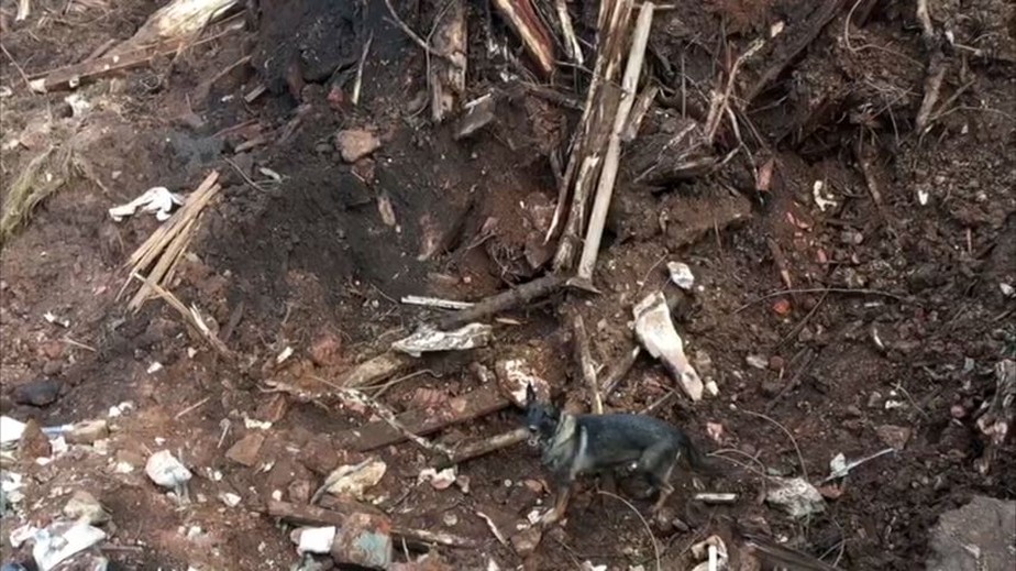 Cadela Dos Bombeiros Do Es Encontra Corpos De Vitimas Da Tragedia De Brumadinho Espirito Santo G1