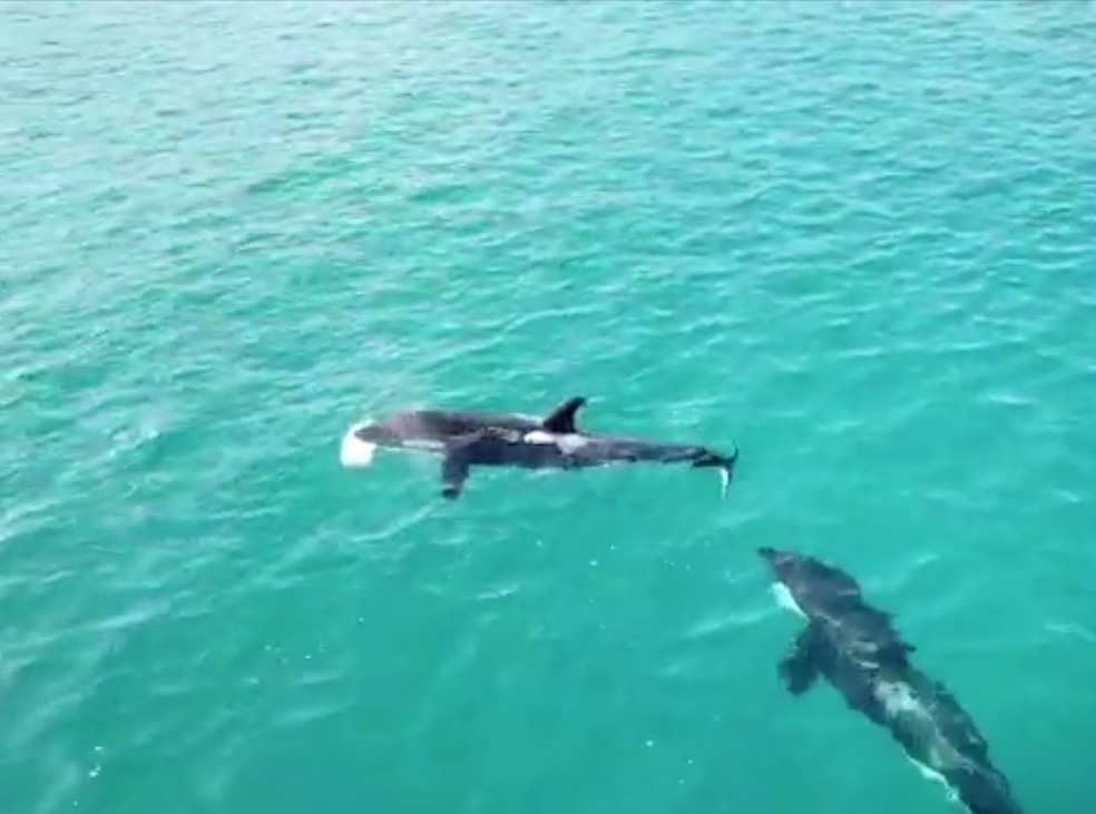 Vídeo flagra orca com um animal na boca — Foto: Saveiro Don Juan/ Divulgação