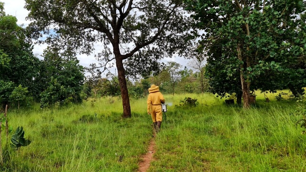 É importante o local onde as abelhas são criadas ser afastado e sinalizado para evitar acidentes. — Foto: g1MS/RenataBarros