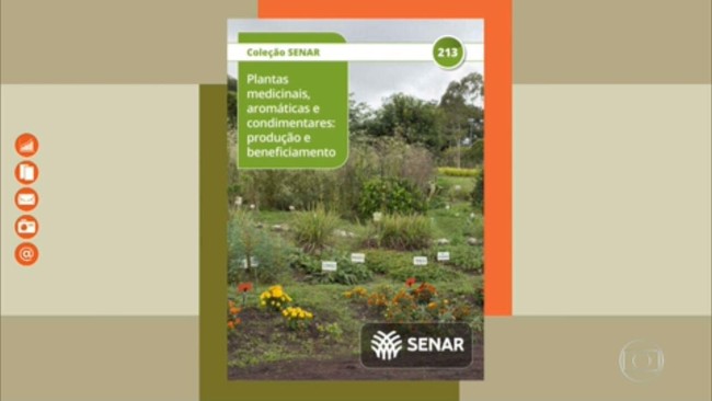 Aprenda a cultivar plantas medicinais