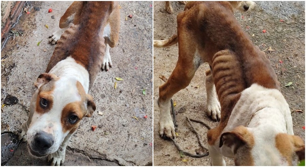O cão foi encontrado por policiais e protetores em condições de maus-tratos. — Foto: Arquivo pessoal