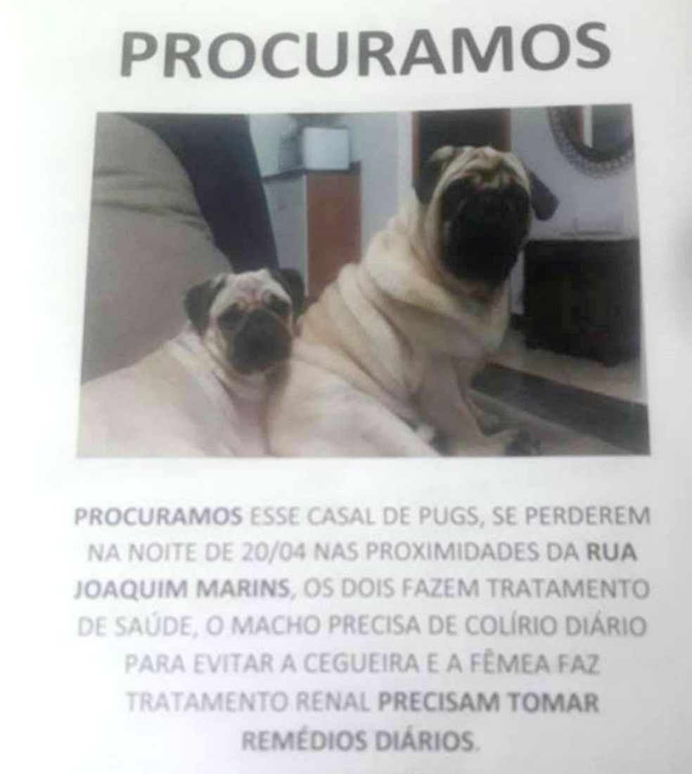 Cartazes foram espalhados pela cidade na tentativa de achar o casal de pugs (Foto: Arquivo pessoal)