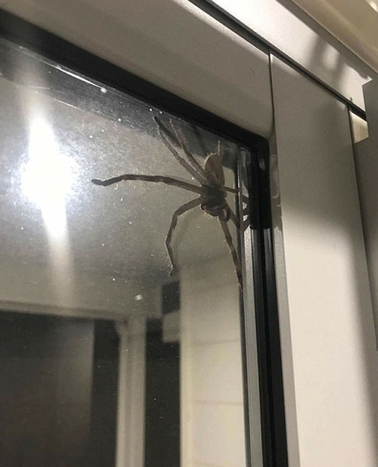 Aranha enorme achada em residência na Austrália