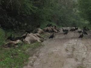 12 animais são encontrados mortos em estrada rural de Barro Preto,; bahia (Foto: Policia Militar de Barro Preto / Divulgação)