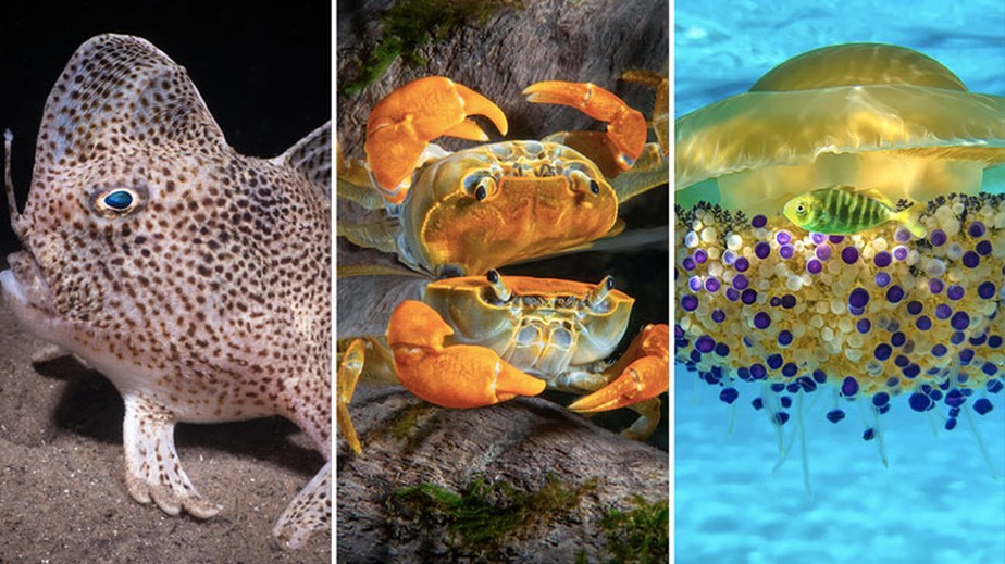 Concurso de fotografias mostra animais fantásticos da vida submarina; veja imagens vencedoras