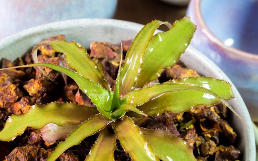 Bromélia-cryptanthus: conheça a espécie que está viralizando na internet! -  Casa Vogue | Paisagismo