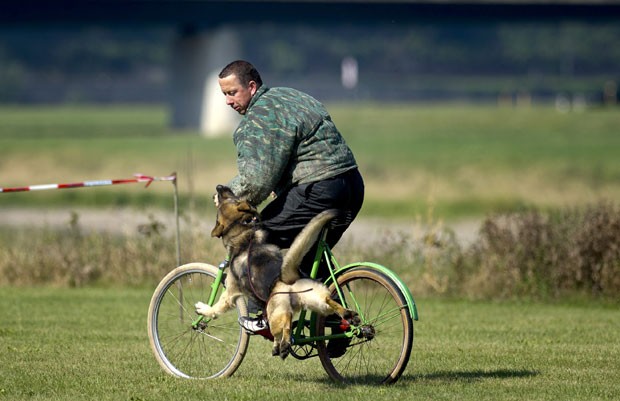 Cadela 'Nadja' ataca ladrão de bicicleta durante exibição. (Foto: Arno Burgi/AFP)