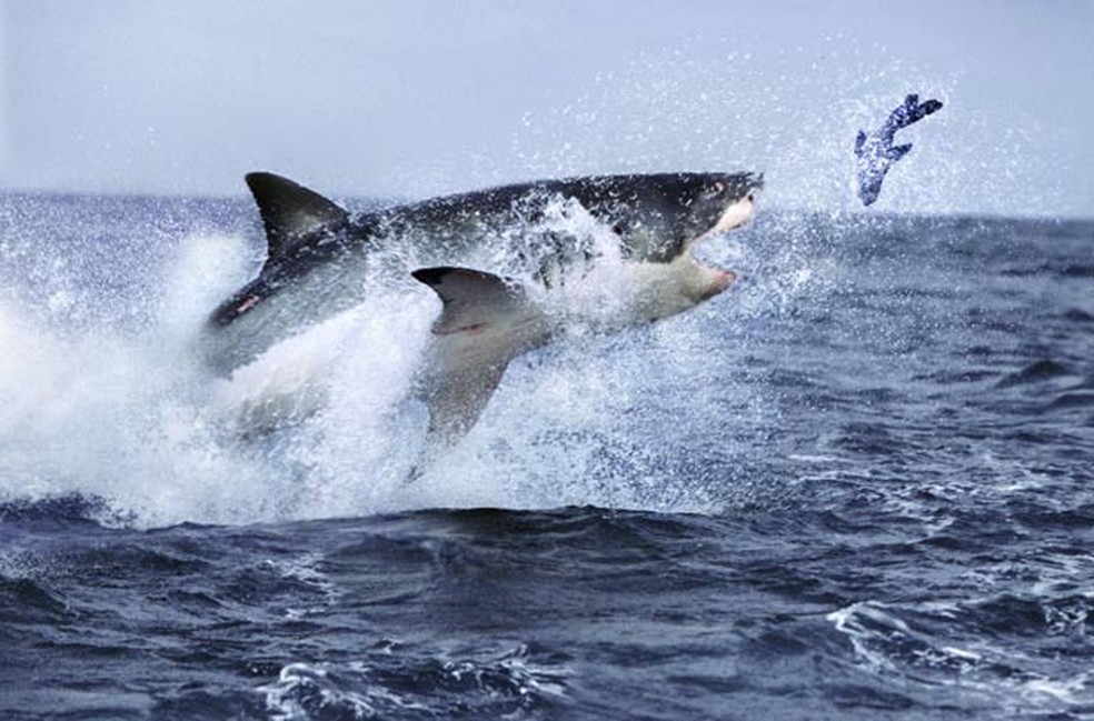 Flagra feito pelo fotógrafo Steve Bloom, de 58 anos, mostra um grande tubarão branco caçando uma foca na África do Sul. A imagem divulgada pela agência 'Barcroft Media' mostra o predador saltando fora d'água para alcançar a presa. — Foto: Steve Bloom/Barcroft Media/Getty Images