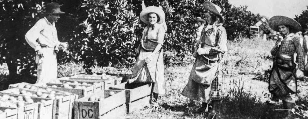 Colheita de laranjas em Limeira — Foto: Acervo do Museu da Fazenda Citra, Limeira