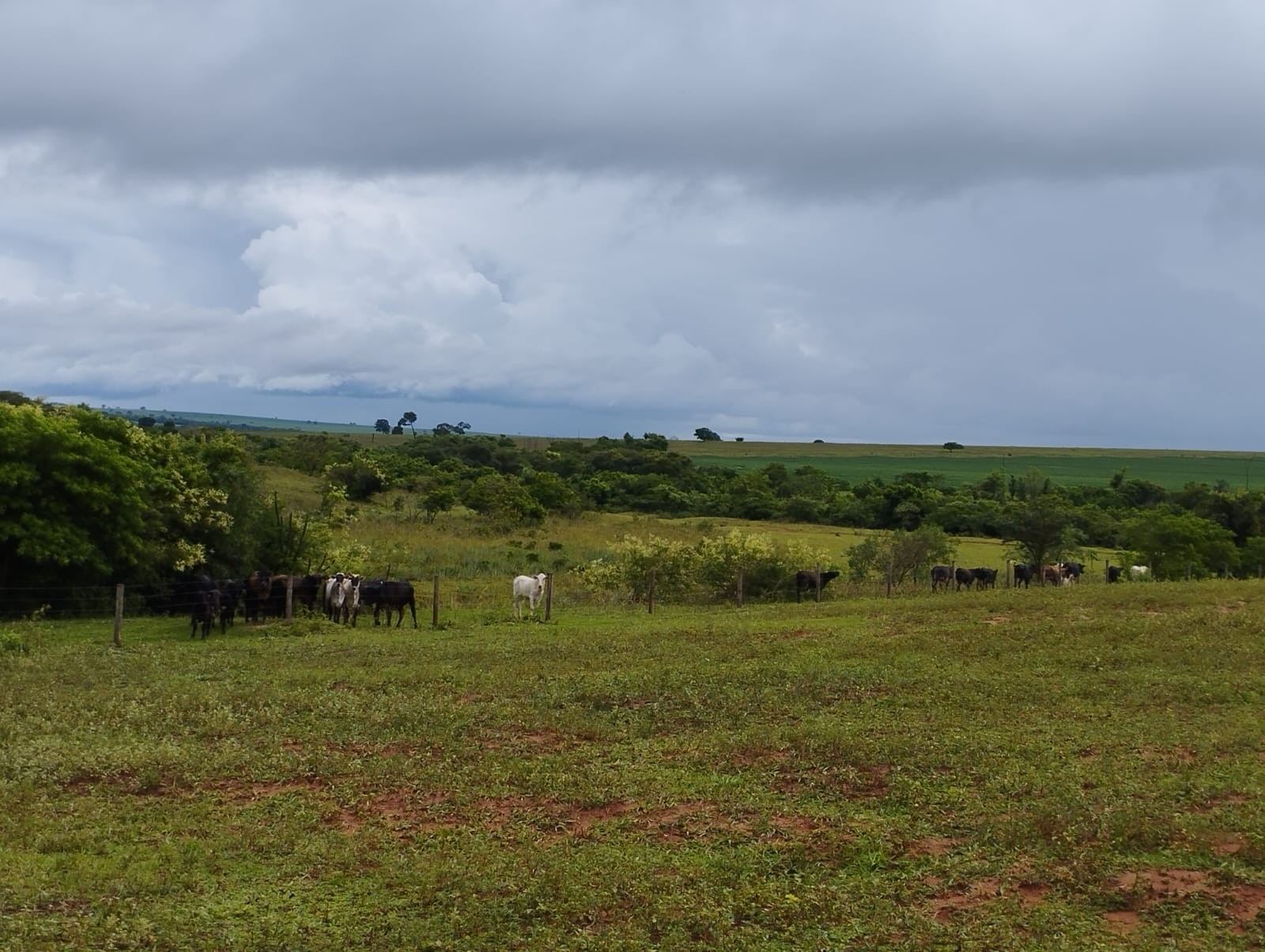 Com 40 bovinos em área de reserva legal, mulher é multada em R$ 19,3 mil por pastoreio irregular em Piquerobi