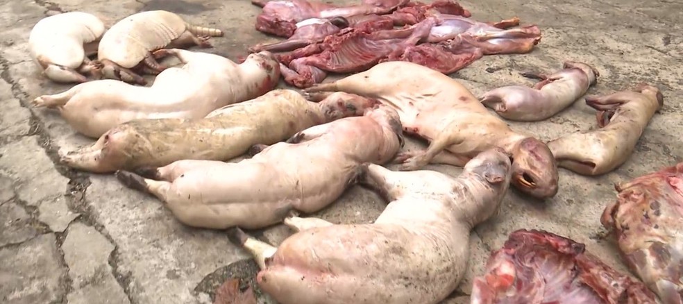 Várias espécies de animais mortos foram apreendidos durante a operação — Foto: Reprodução/TV Mirante