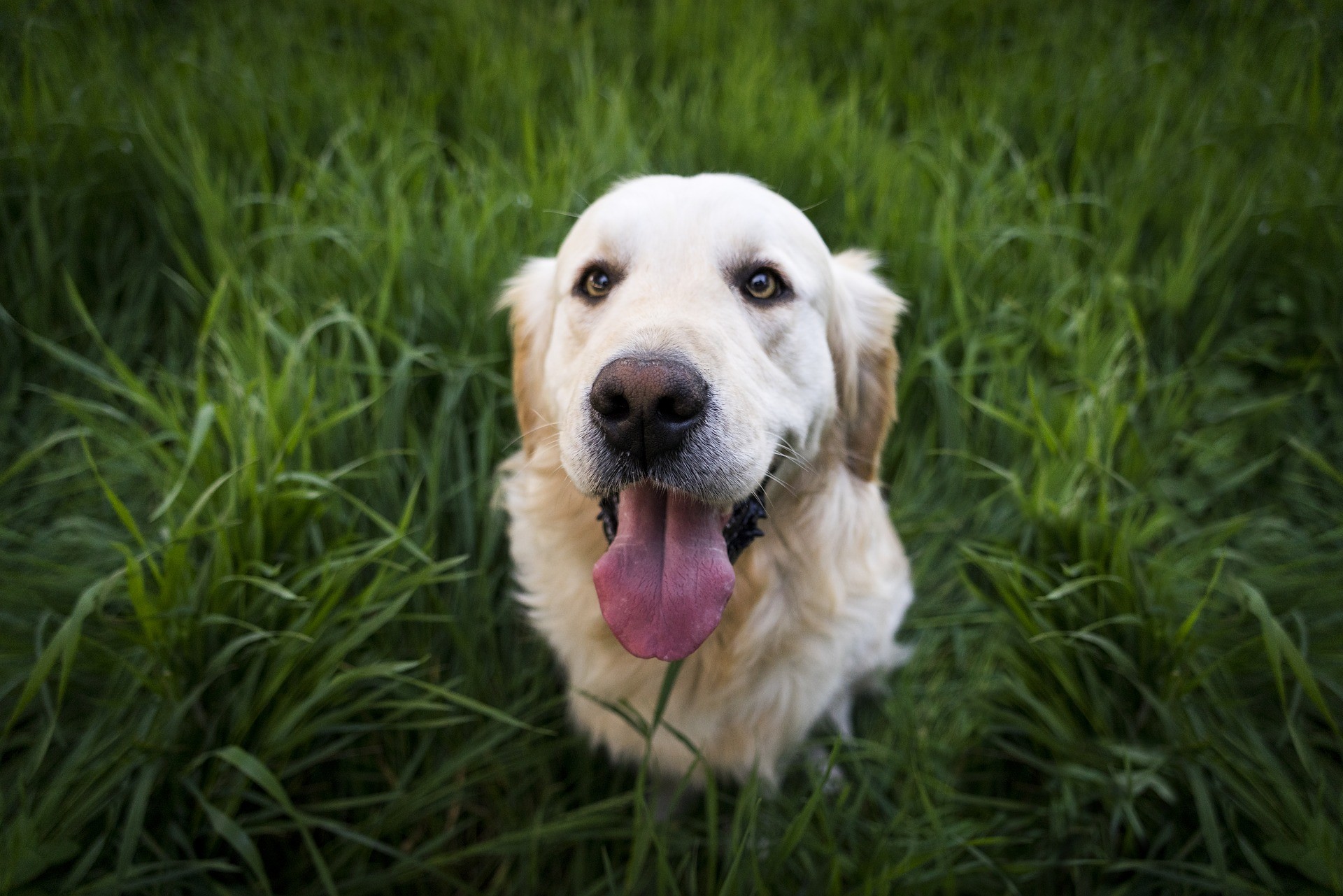 Acredite: Golden Retriever são originalmente cães de caça  (Foto: Pixabay)
