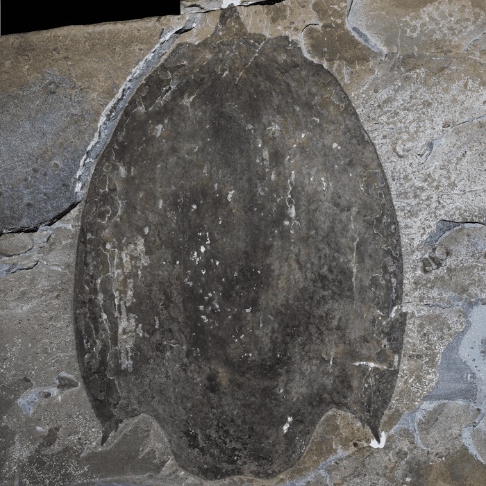 Registro do fóssil da carapaça de T. gainesi (Foto: Jean-Bernard Caron, © Museu Real de Ontário)