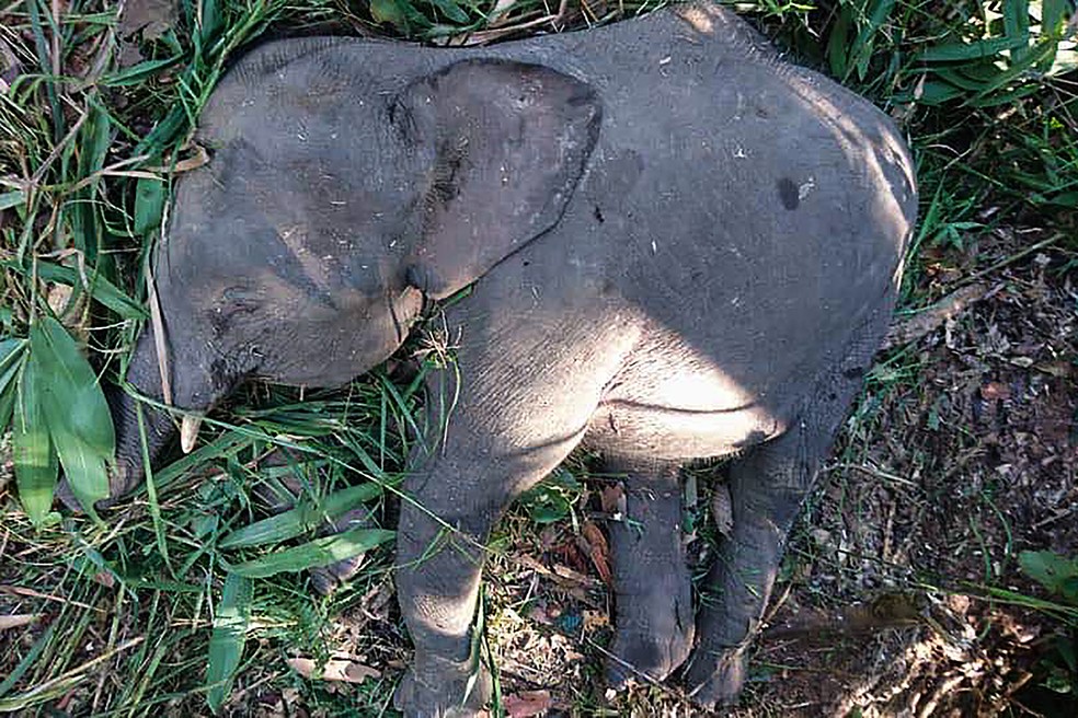 Elefante foi morto por moradores em ilha da MalÃ¡sia (Foto: Sabah Wildlife Department / AFP)