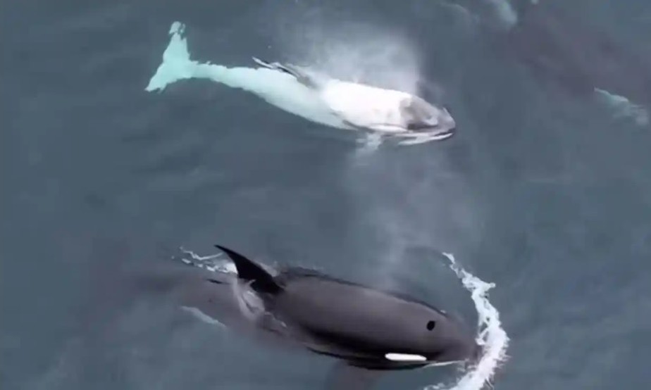 A orca branca capturada em vídeo pela equipe Newport Coastal Adventures