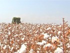 Qualidade da fibra do algodão na safra 2014/15 anima agricultores de MT