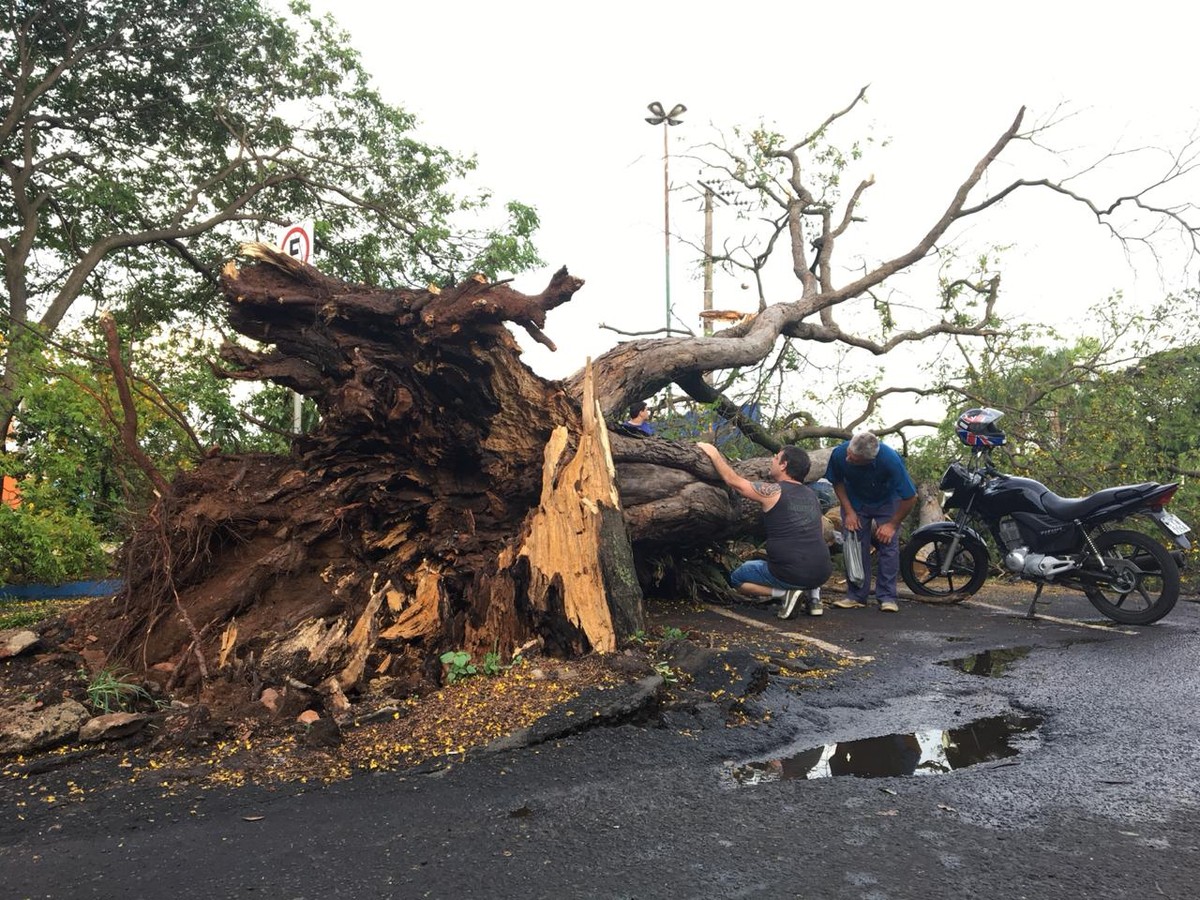 Chuvarada de quinta-feira provoca inúmeras quedas de árvore e deixa bairros  da capital sem energia - REDE JOTA FM