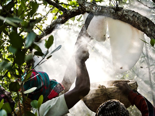Vencedora na categoria "Tribos", imagem mostra mostra o perigoso trabalho dos caçadores de mel conhecidos como Maualis, em Bangladesh (Foto: Tim Gerard/www.tpoty.com/BBC)