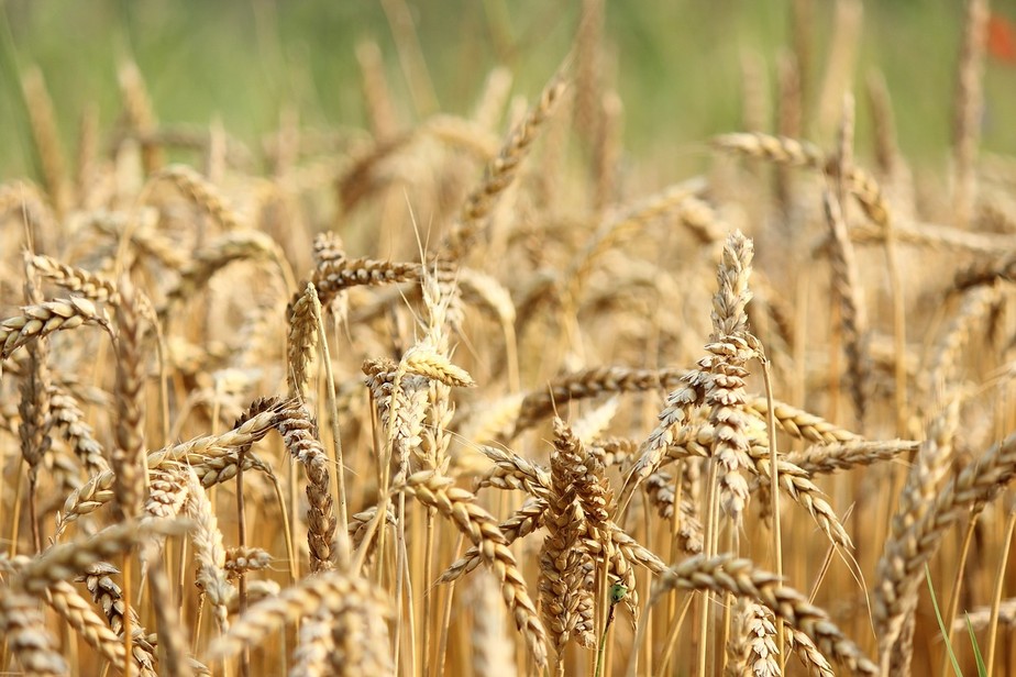 Colheita de trigo do Brasil em 2022 foi estimada em 9,55 milhões de toneladas pela Companhia Nacional de Abastecimento